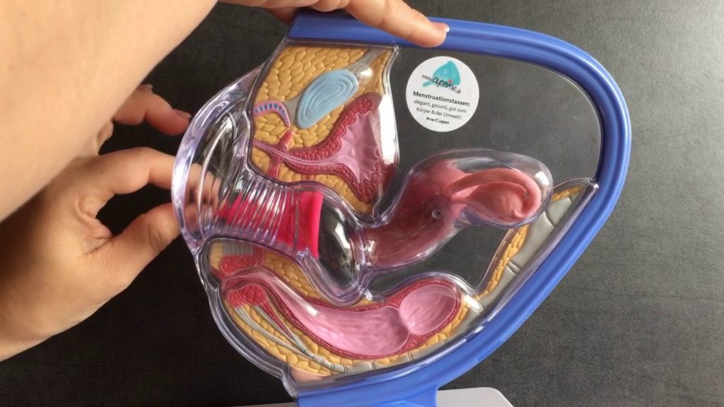 anatomical presentation of a menstrual cup inserted in the vagina